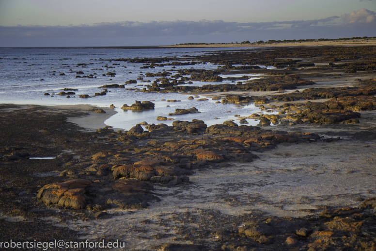 stromatolites